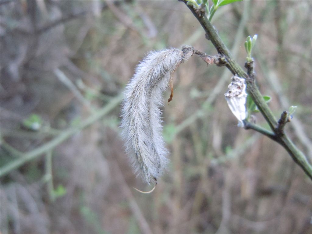 Calicotome villosa / Sparzio villoso